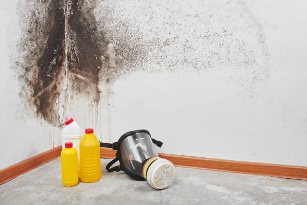 Mold Testing and Removal in Paulsboro, NJ